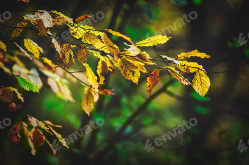 Preview: Yellow autumn leaves on branch