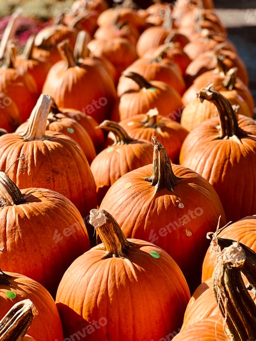 Preview: Rows of pumpkins.