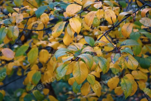 Preview: Autumn leaves