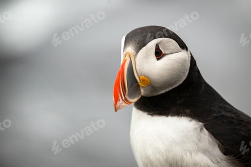 Preview: Atlantic Puffin