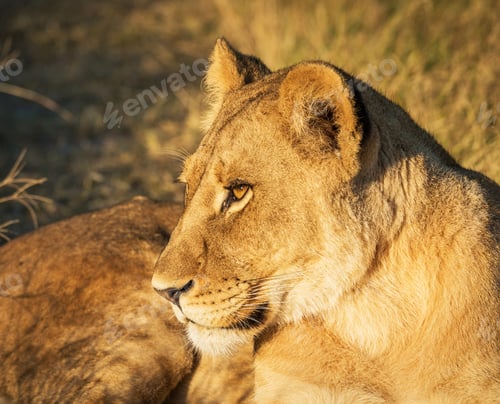 Preview: Close-up of lion at sunset staring intently