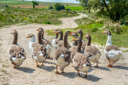 Preview: domestic geese go to the reservoir outside the village