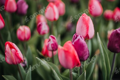 Preview: Tulips