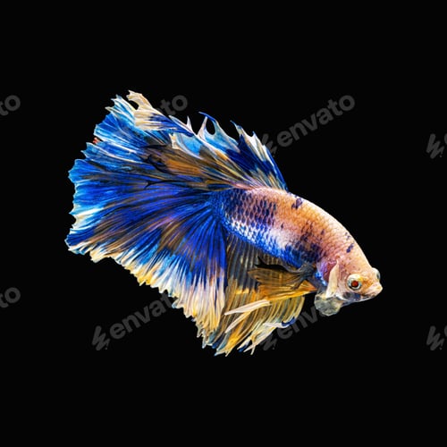 Preview: Movement beautiful of colorful siamese betta fish or half moon betta splendens fighting fish