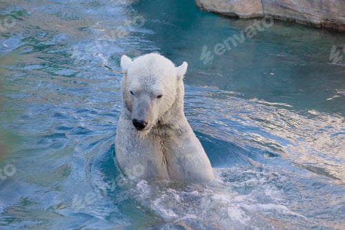 Preview: Polar Bear swimming in his Arctic Summer home at the Polar Bear Plunge at the San Diego Zoo