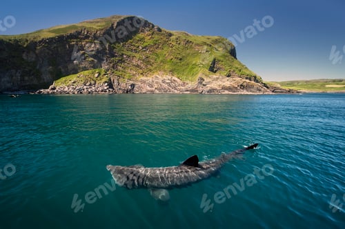 Preview: Basking shark (Cetorhinus maximus), Baltimore, Cork, Ireland