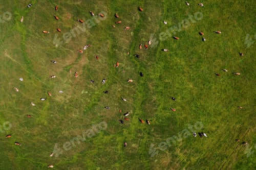 Preview: Aerial view of dairy farm cattle cow herd grazing in lush green meadow, drone pov