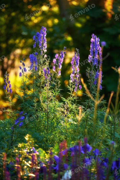 Preview: Colorful foxgloves - digitalis purpurea