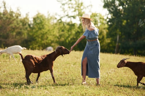 Preview: Young woman is on the field, farm, with the goats