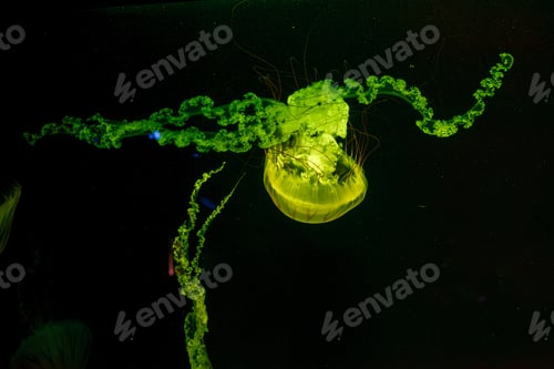 Preview: underwater photos of jellyfish chrysaora plocamia south america sea nettle