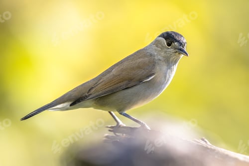 Preview: Eurasian blackcap on bright green background