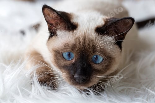 Preview: Cute kitten siamese cat indoor