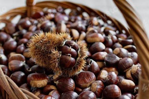Preview: Close-up of basket full of fresh picked chestnuts