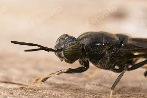 Preview: Closeup on a cosmopolitian species, the black soldier fly, Herme