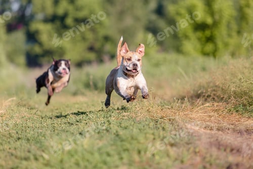 Preview: American Staffordshire terrier dog