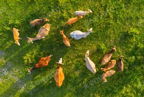 Preview: Cows herd on the field. View from drone