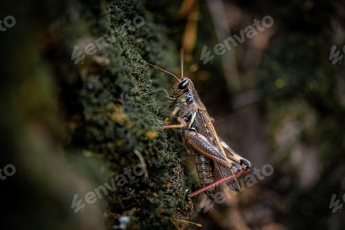 Preview: Close up of grasshopper on moss