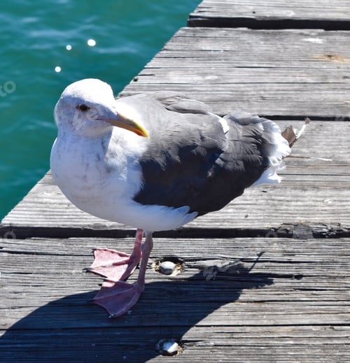 Preview: Seagull closeup at Santa Barbara