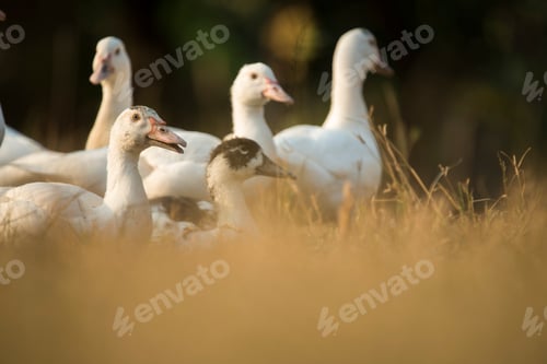 Preview: duck in farm, Thailand