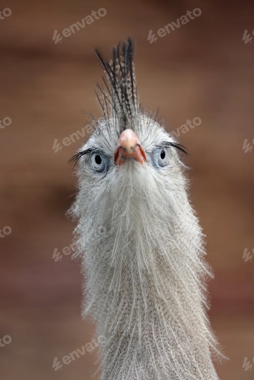 Preview: Close up view of a Red-legged seriema (Cariama cristata)