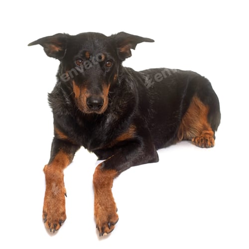 Preview: beauceron in studio