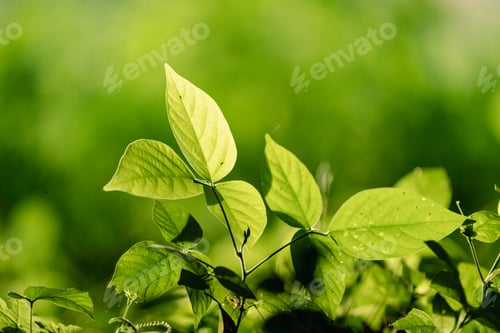 Preview: tree background in concept of earth sustainability resource and green nature environment
