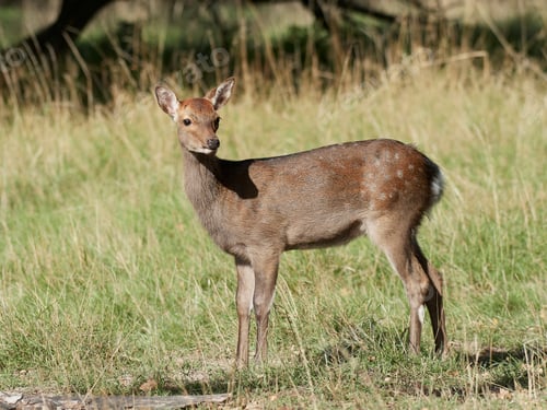 Preview: Sika deer (Cervus nippon)