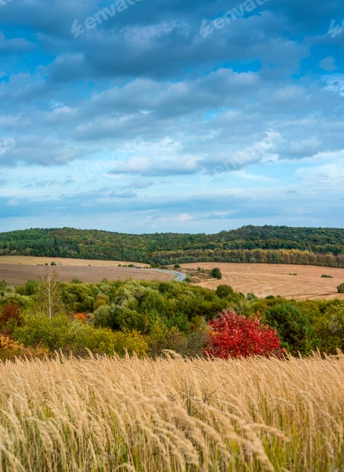 Preview: autumn landscape and red tree , road across agricultural fields, view from above, beautiful sky