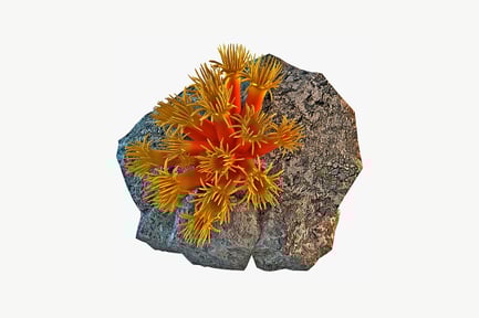 Preview: Rock with symmetrical spiked growth