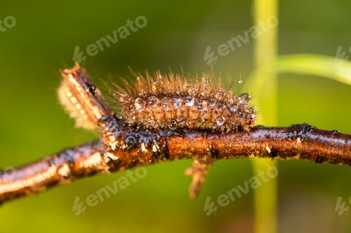 Preview: Caterpillar Phragmatobia fuliginosa also ruby tiger.