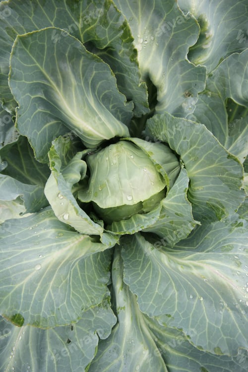 Preview: Cabbage