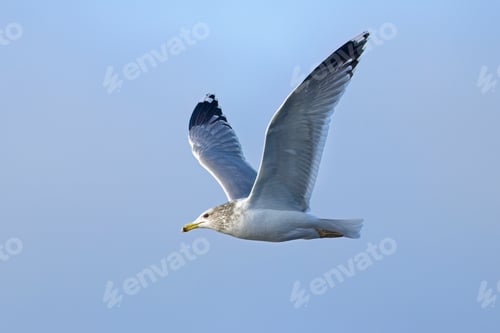 Preview: Seagull flies in the bright blue sky.