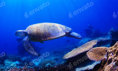 Preview: A Beautiful Turtle underwater photography