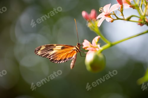 Preview: Macro Picture of a Butterfly