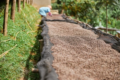 Preview: coffee natural drying process at washing station at the mountain region of eastern africa