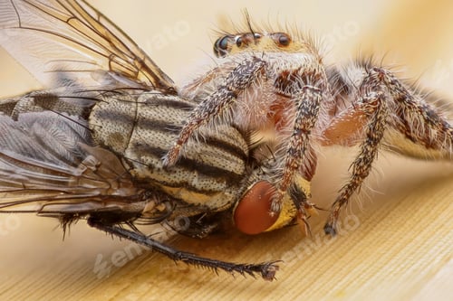 Preview: jumping spider
