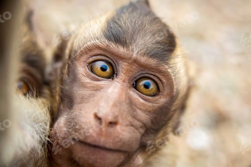 Preview: Selfie of fаunny wild monkey