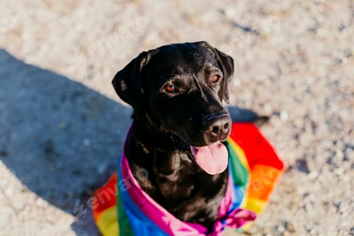 Preview: black labrador dog with a colorful rainbow gay flag. Pride