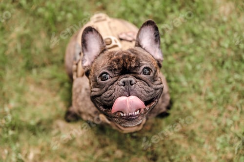 Preview: A french bulldog dog wearing a harness
