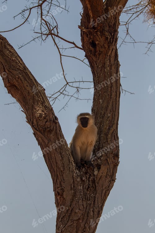 Preview: Vervet monkey, Cercopithicus aethiops, Tarangire National Park, Tanzania