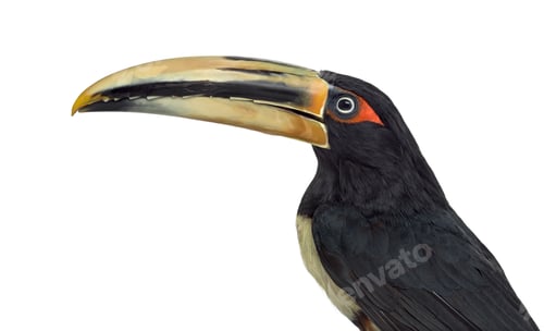 Preview: Pale Mandibled Aracari isolated on white