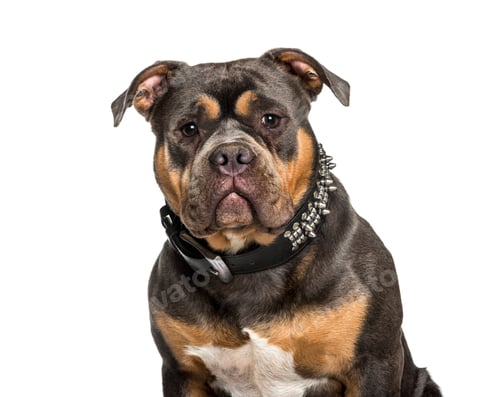 Preview: American Bully sitting against white background