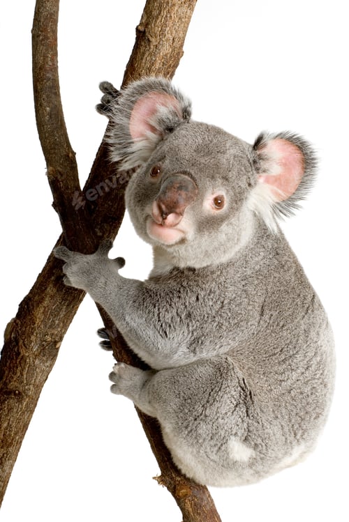 Vorschau: Koala