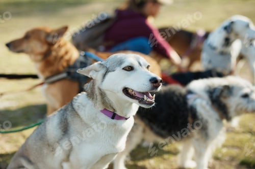 Preview: Group of different breed dogs during a walk in the park.