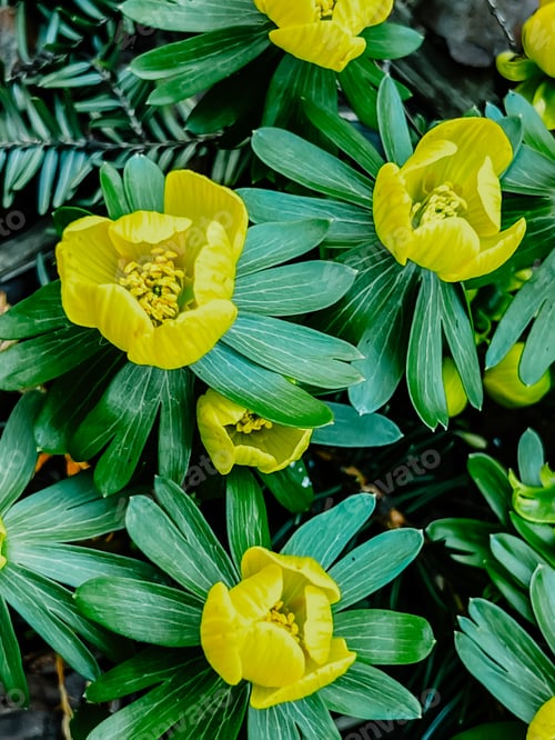 Preview: Spring time