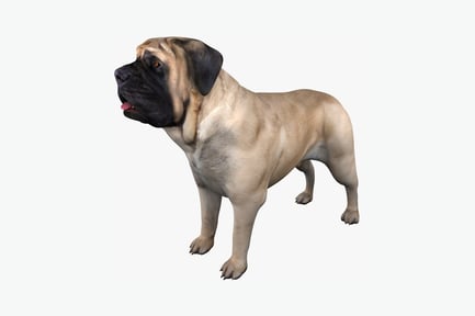 Preview: Side view of standing mastiff