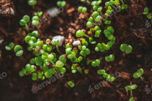 Preview: A small green sprouts in a peat pot, planting plants in the spring in open ground, top view