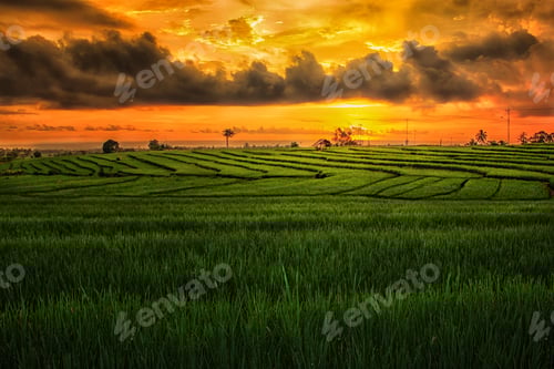 Preview: Aerial view of asia in indonesian rice fields with mountains at sunrise