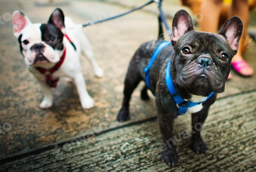 Preview: French Bulldog Take a Walk Lovely Pet Animal Concept