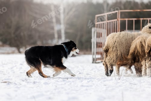 Preview: Australian Shepherd Dog herding a group of sheep. Dog breed's working ability. Working dog
